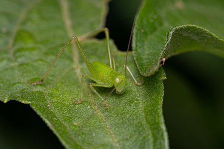 Leaf Katydid Nymph of the Subfamily Phaneropterinae
