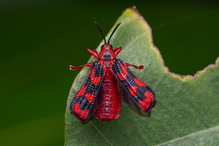 Adult Leaf Beetle of the species Metazycera purpurata