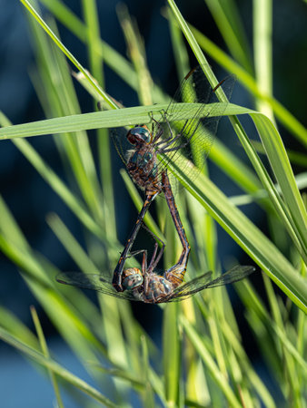 Adult Dragonflies Insects of the species Elasmothemis constricta coupling
