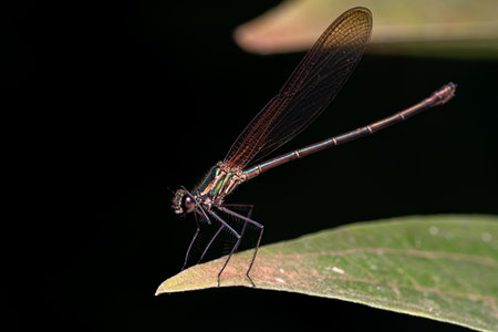 Adult Rubyspot Damselfly Insect of the Genus Hetaerina