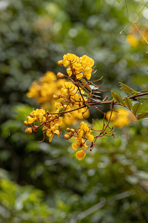 Small Yellow Flowering Plant of the genus Senna