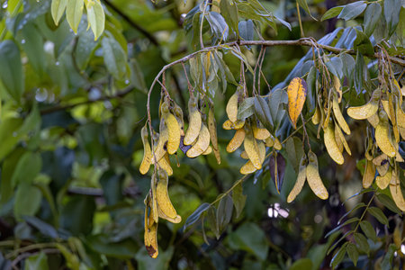 Machaeriums Plant Seeds of the Genus Machaerium