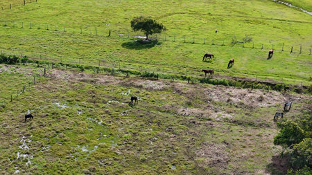 aerial image of cows and horses in a field pasture area