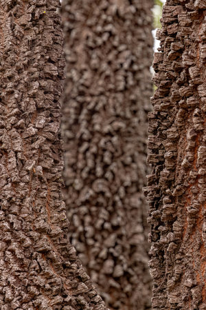textured trunk of angiosperm tree with selective focus