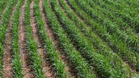 field sugar cane cultivation area agribusiness