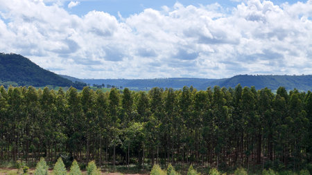 Agricultural woodland designated for the cultivation of eucalyptus trees