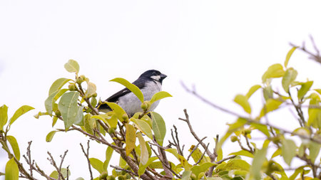 Lined Seedeater Bird of the species Sporophila lineola