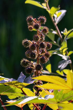 Green Castor Bean Plant of the species Ricinus communis