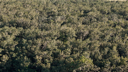aerial image of rubber tree forest for latex extraction