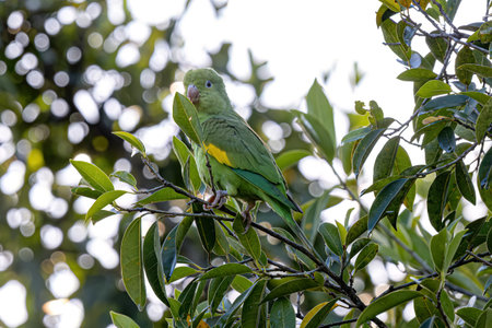 Yellow chevroned Parakeet of the species Brotogeris chiriri