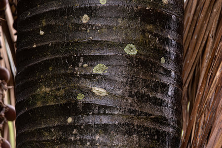 trunk of the buriti palm tree in close up