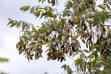 Machaeriums Plant Seeds of the Genus Machaerium
