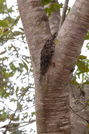 Stinkingtoe Tree Trunk of the species Hymenaea courbaril with selective focus