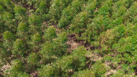 Agricultural woodland designated for the cultivation of eucalyptus trees