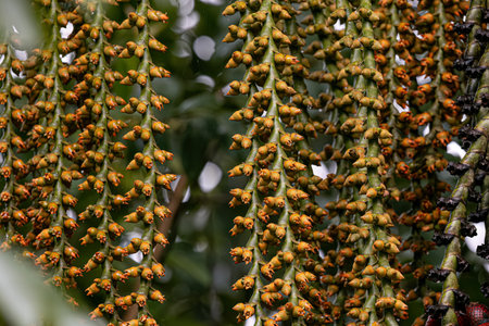 flowers of the buriti palm tree with selective focus