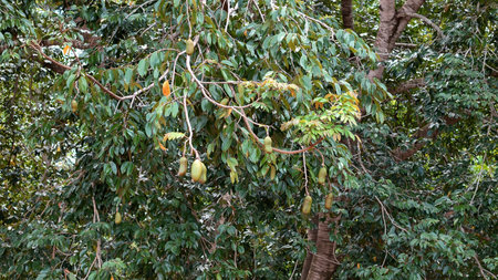 Stinkingtoe Tree with Fruits of the species Hymenaea courbaril