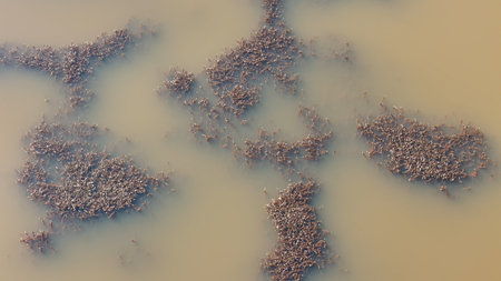 aerial image of algae flowering plants in lake