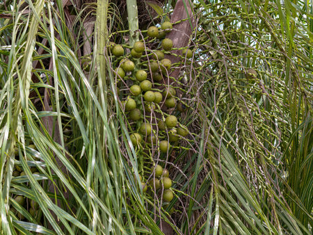 Macaw Palm Fruits of the species Acrocomia aculeata