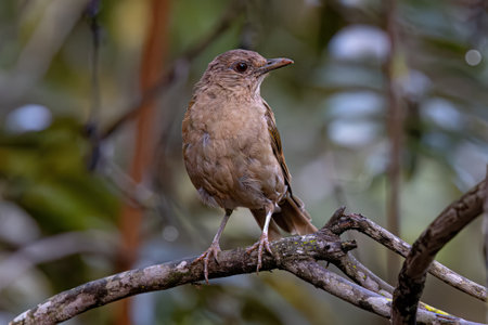 Animal Pale breasted Thrush Bird of the species Turdus leucomelas
