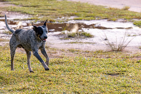 Dog mammal animal playing in the field