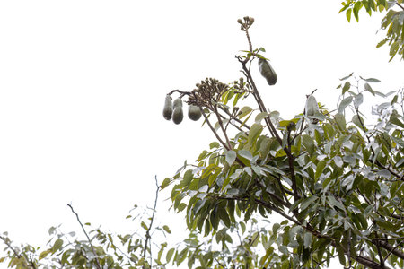 Stinkingtoe Tree with Fruits of the species Hymenaea courbaril with selective focus