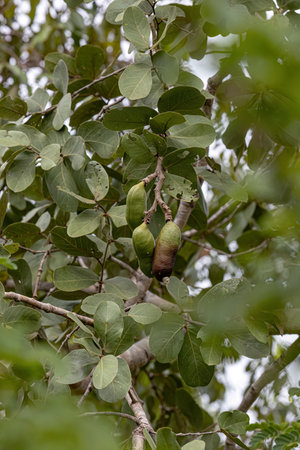 Stinkingtoe Tree with Fruits of the species Hymenaea stigonocarpa with selective focus