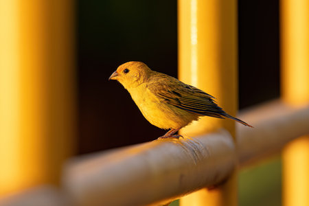 Male Saffron Finch Bird of the species Sicalis flaveola
