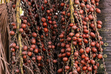 fruits of the buriti palm tree with selective focus