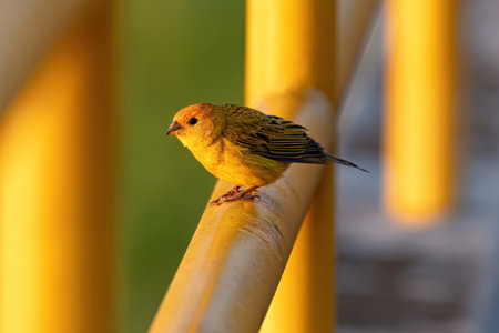 Male Saffron Finch Bird of the species Sicalis flaveola