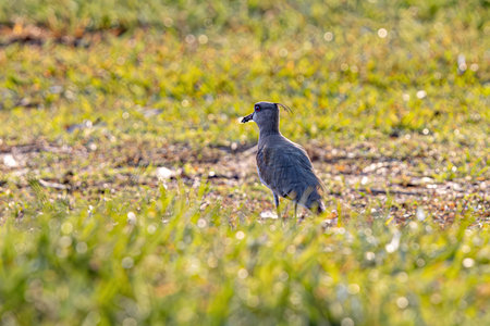 Adult Southern Lapwing Bird of the species Vanellus chilensis