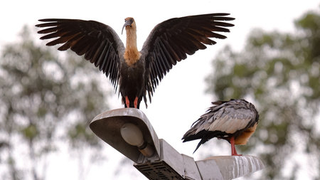 Buff necked Ibis Animals of the species Theristicus caudatus