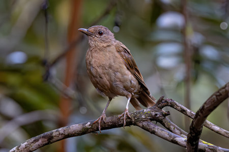 Animal Pale breasted Thrush Bird of the species Turdus leucomelas
