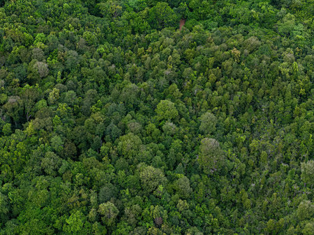 close-up aerial view of stream riparian forest