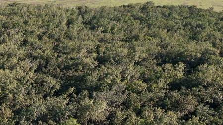 aerial image of rubber tree forest for latex extraction