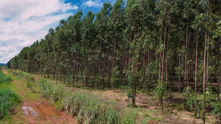 Agricultural woodland designated for the cultivation of eucalyptus treesの写真素材