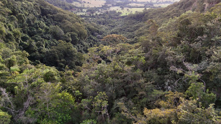 Cassilandia, Mato Grosso do Sul, Brazil - 04/05/2024. Drone aerial view of dense tropical forest...