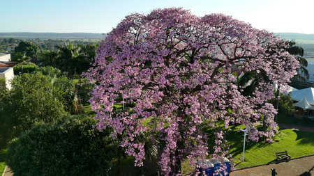 Cassilandia, Mato Grosso do Sul, Brazil - 04 05 2024. Drone aerial view of a blooming silk floss...