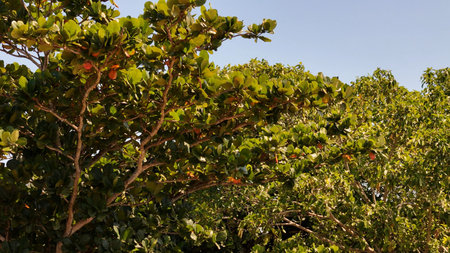 Dense foliage of a sea almond tree Terminalia catappa forming a broad tropical canopy under warm sunlight.の写真素材