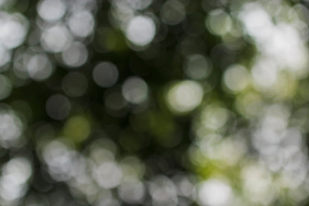 Day light Bokehの写真素材