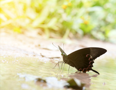 Close up beautiful butterfly on the groundの写真素材