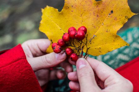 autumn hands and berries eating drink fruits cropの写真素材