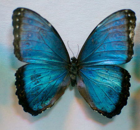 Big butterfly