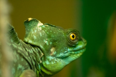 lizard   animals  reptile  pets  green reptilesの写真素材
