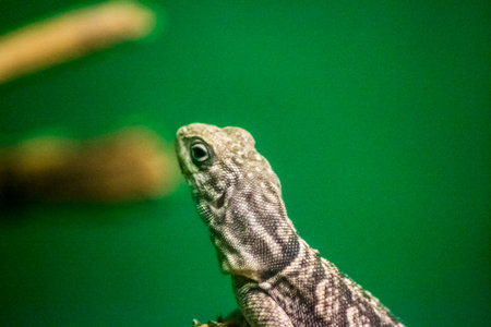lizard   animals  reptile  pets  green reptiles