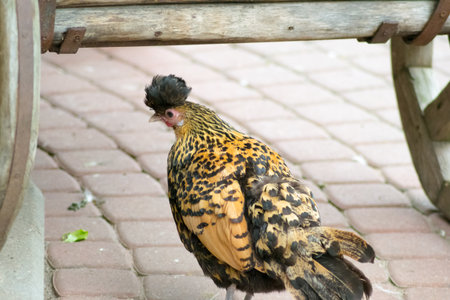 bird on the farmの写真素材