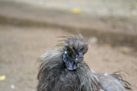 bird on the farm