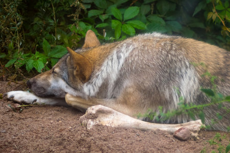 animals   sleeping  wolf  animal