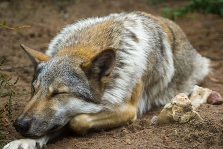 animals   sleeping  wolf  animal