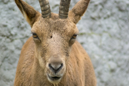 mountain goatの写真素材