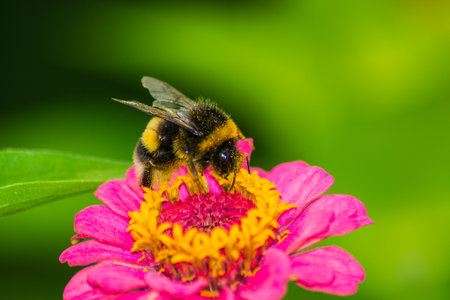 bee  insect pets  animals   insects